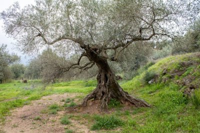 plot-land-malaga-riogordo-4