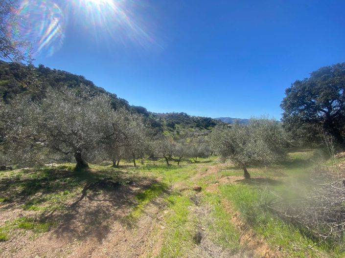 Image No.5-Terrain à vendre à Ríogordo