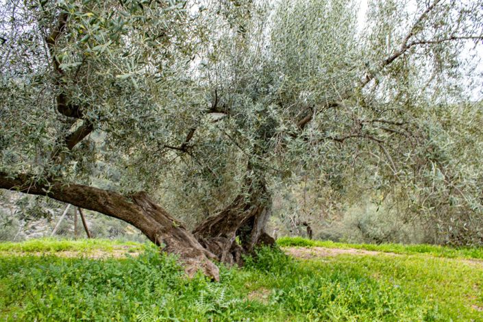 Image No.6-Terrain à vendre à Ríogordo