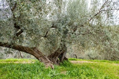 plot-land-malaga-riogordo-6