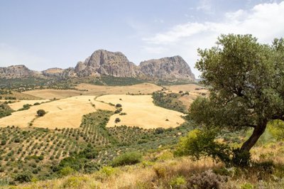 building-plot-riogordo-70000m2-panoramic-views-axarquia7
