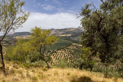 building-plot-riogordo-70000m2-panoramic-views-axarquia5
