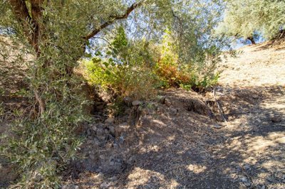 Riogordo-Malaga-Campo-Olive-Andalucia-1.jpg