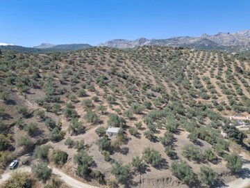 Riogordo-Malaga-Campo-Olive-Andalucia-18.jpg