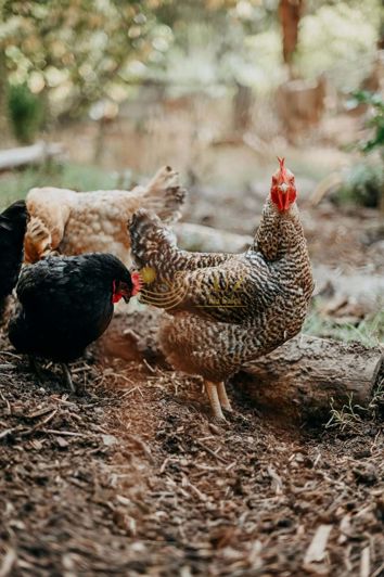 Image No.38-3 Bed Farmhouse for sale