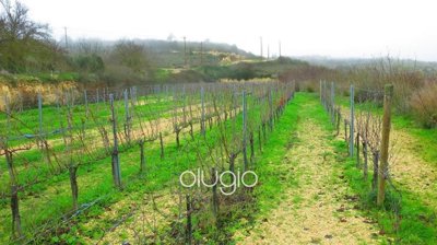 124685-agricultural-land-for-sale-in-pano-aro