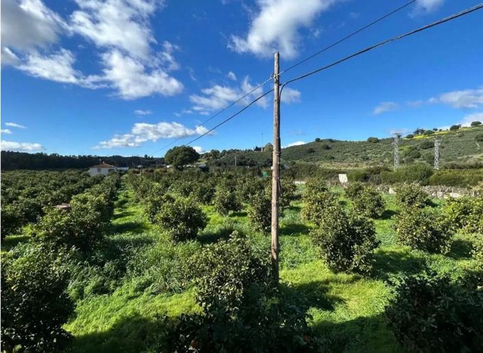 Image No.4-4 Bed Finca for sale
