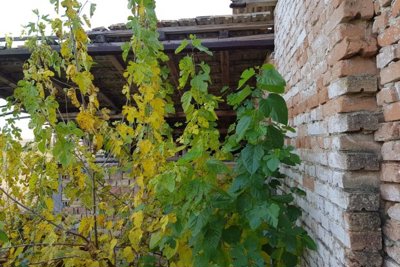 Bulgarian Farm for Sale in Palamartsa (18)