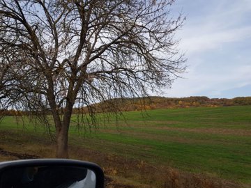 A leafless tree stands beside a green field with a wooded hill in the background under a partly cloudy sky.