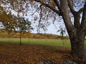 Tree with yellowing leaves next to a green field, with a hill covered in autumn foliage visible in the distance.