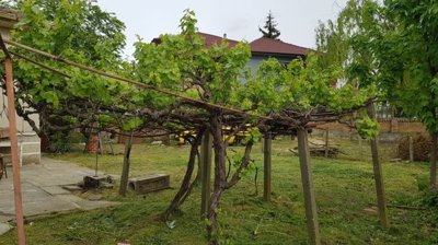 Close-up of grapevine trellis supported by concrete posts in the garden area beside the house.