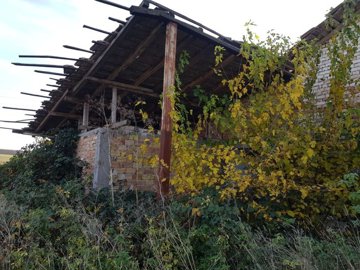 Detailed view of a farm building corner showing wooden roof beams and dense yellow-green plants growing alongside.