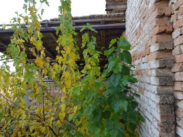Side perspective of a brick farm building with a wooden roof structure and leafy green and yellow plants growing alongside the wall.