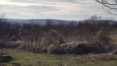 A field covered with dry bushes and small trees, with rolling hills visible in the distance under a partly cloudy sky.