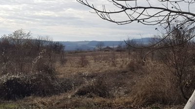 Open land area with dry grass and scattered small trees, framed by tree branches in the foreground.