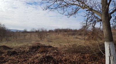 A field with young trees and dry grass, with a large tree trunk visible in the foreground.