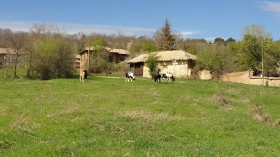 Green field with four horses grazing near old village buildings under a blue sky