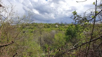 Dense green forest and hills are visible through tree branches under a cloudy sky.
