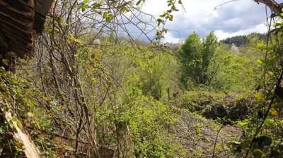 Green trees and bushes with hills in the distance are seen through tree branches in a natural setting.