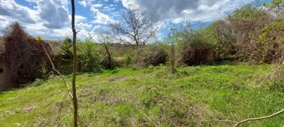 Open grassy yard area surrounded by stone walls and dense bushes with a tree in the center