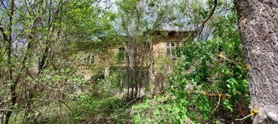 Two-storey brick house partially obscured by dense green foliage and trees in spring