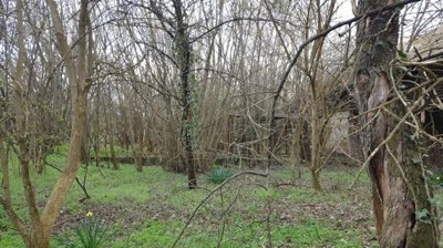 Natural garden area featuring dense leafless trees and green grass