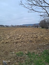 A ploughed field with scattered dry branches and grass patches under a cloudy sky.