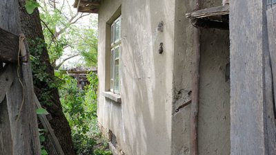 Plastered exterior wall of the house partially shaded by nearby trees and plants.