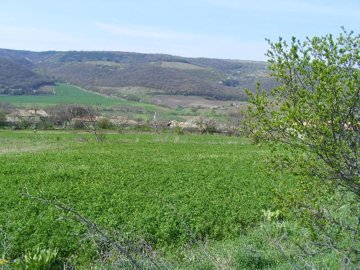 A green field with a single tree on the right and forested hills in the background
