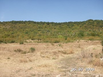 Dry grassy area with bushes and a hill densely covered with trees