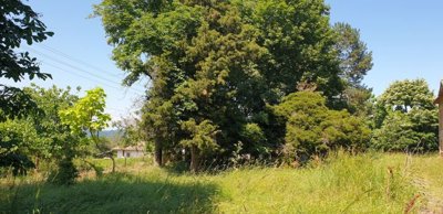 Outdoor garden area featuring a variety of trees and tall grass under a clear sky