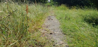 Narrow concrete pathway covered with tall grass and wild plants in the garden area