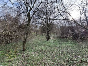 View of a garden area with leafless trees and green ground cover under a bright sky.