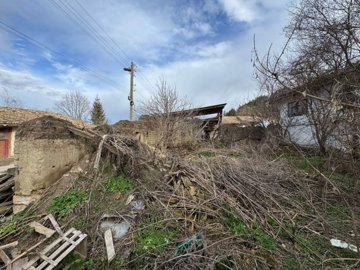 View of the garden showing old mud brick walls and leafless trees in an overgrown setting.