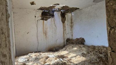 Interior view of a room featuring white walls, a damaged ceiling with holes, and hay covering the floor area.