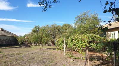 Wide view of the garden area showing grapevine plants and trees beside the house.