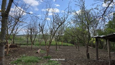 Planted orchard area containing young trees surrounded by a fence on farm property.