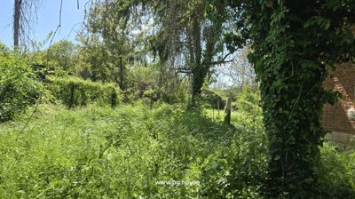 Side view of a white plastered house wall with a window, adjacent to a dense garden area filled with green plants and grass.