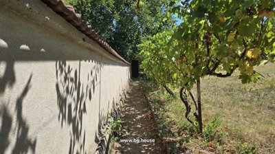 A narrow garden path runs alongside a white wall with grapevines growing overhead, casting shadows on the path.