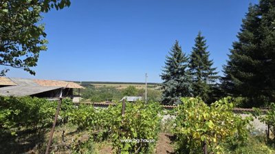 Rows of green grapevines in a vineyard with a view of the rural landscape and fields in the distance.