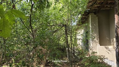 Beige house wall partially hidden by surrounding trees and plants.