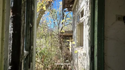Looking through a narrow space between house walls to dense overgrown trees and plants