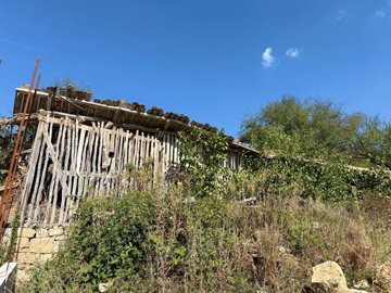 Outdoor view of a wooden outbuilding with slatted walls partially covered by overgrown plants and trees.