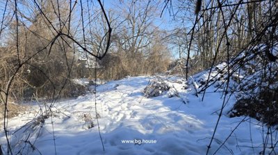 Outdoor scene of snow-covered ground with dense leafless bushes and trees under clear sky.