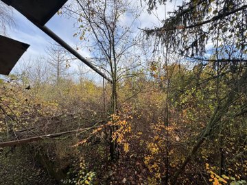 Garden or wooded area with trees displaying autumn colors and dense foliage