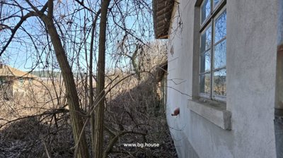 Side view of a house wall featuring a window and dense leafless bushes growing alongside