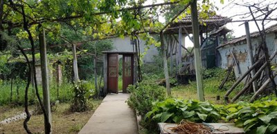 Concrete pathway through a garden area with grapevine trellis overhead and various plants along the sides.