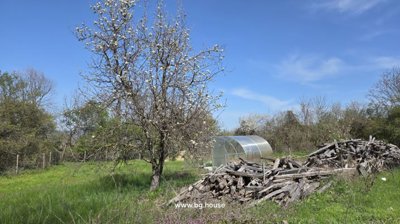 View of garden showing trees, grass, a small greenhouse, and piles of wooden planks under a blue sky.