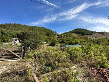 Garden area with plants and a hill covered in trees in the background under a clear blue sky