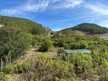 Garden area with plants and a hill covered in trees in the background under a clear blue sky